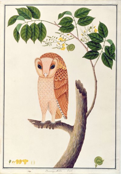 Owl, Boorong Antoo, from Drawings of Birds from Malacca by Chinese School